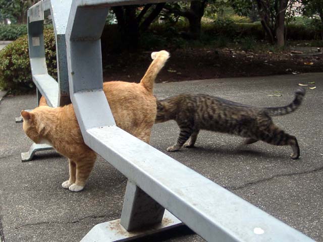 tokyo_imperial_cats