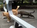 tokyo_imperial_cats