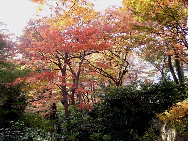 tokyo_garden_trees