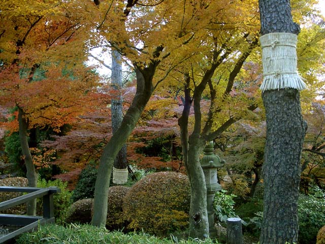 tokyo_garden_trees2