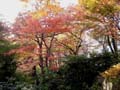 tokyo_garden_trees