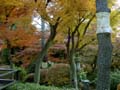 tokyo_garden_trees2