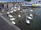 13 * Swans and ducks in Lake Leman